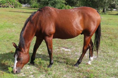 Florida çiftliğindeki çimlerde otlayan kırmızı safkan at, yakın plan.