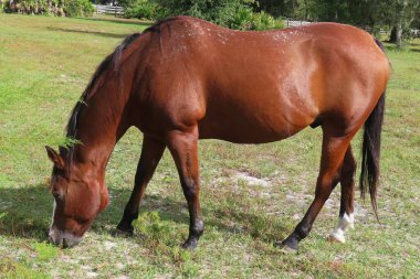 Florida çiftliğindeki çimlerde otlayan kırmızı safkan at, yakın plan.
