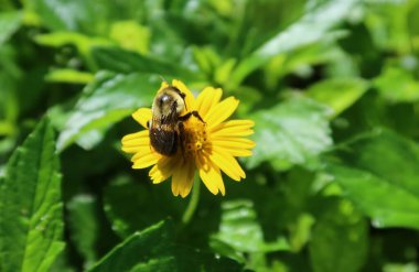 Bumblebee Florida doğasında sarı çiçek üzerinde, yakın plan