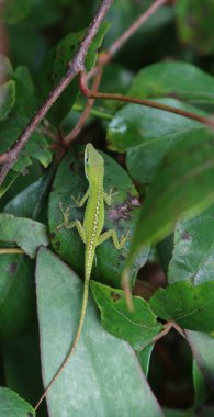 Florida 'da yeşil tropikal kertenkele dinleniyor.