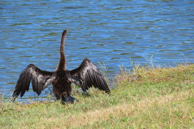 Karabatak Florida 'daki nehirde kanatlarını kurutuyor.