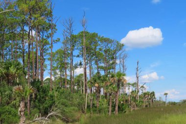 Kuzey Florida doğasının güzel manzarası