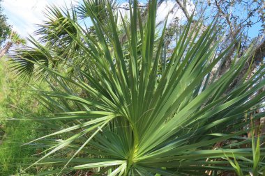 Florida 'da palmiye dalları vahşi, yakın çekim