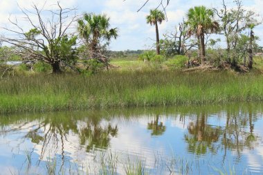 Kuzey Florida doğasındaki nehir ve bataklıkların güzel manzarası.