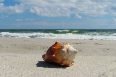 Kuzey Florida 'nın Atlantik kıyısındaki okyanus arka planında güzel deniz kabuğu
