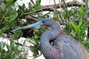 Florida doğasında üç renkli güzel balıkçıl, yakın plan.