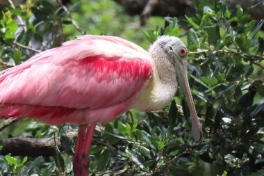 Florida doğasında kaşık faturası güllük gülistanlık, yakın plan