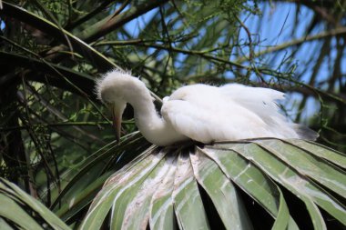 Heron civcivi Florida 'da yuvada, yakın plan.