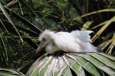 Heron civcivi Florida 'da yuvada, yakın plan.