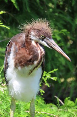 Florida doğasında üç renkli balıkçıl hatun, yakın plan.