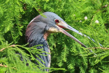 Florida doğasında üç renkli güzel balıkçıl, yakın plan.
