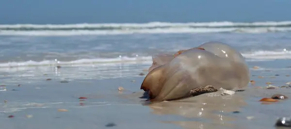 stock image Jellyfish on ocean background in Atlantic coast of North Florida