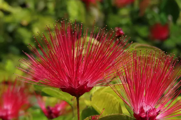 stock image Beautiful red calliandra flowers in Florida nature, closeup 