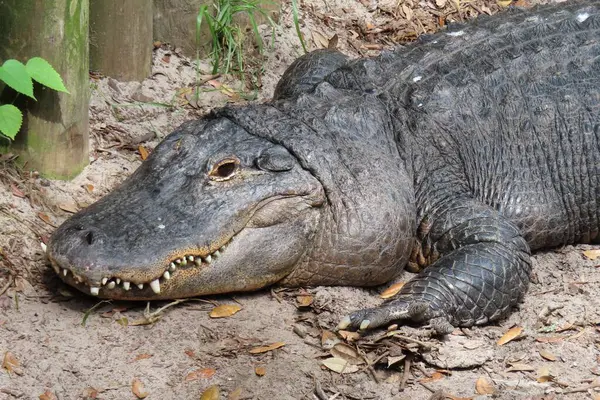 stock image Alligator on farm in st.Augustine Florida