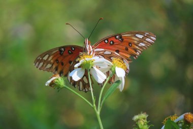 Beautiful Gulf fritillary butterfly on spanish needles flower in Florida nature, closeup clipart