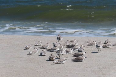 Çulluk kuşları Kuzey Florida 'nın Atlantik kıyısındaki okyanus arka planında akın eder.