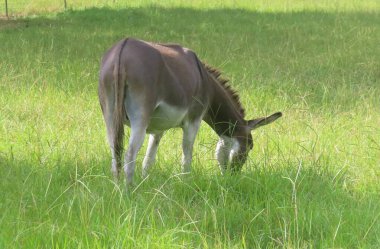 Eşek Florida çiftliğinde, yakın plan.