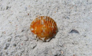 Güzel turuncu deniz kabuğu Florida sahilinde, yakın plan.