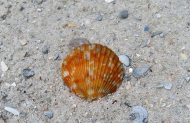 Güzel turuncu deniz kabuğu Florida sahilinde, yakın plan.