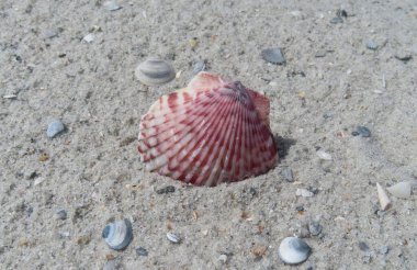 Kuzey Florida 'nın Atlantik kıyısındaki kumda güzel pembe deniz kabuğu