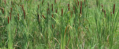 Sazlıklar göletin yanında büyür, panoramik manzara