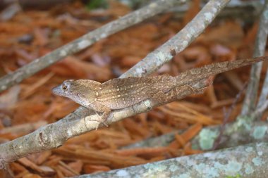 Florida doğasında tropik anol kertenkelesi, yakın plan