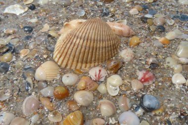 Kuzey Florida 'nın Atlantik kıyısındaki deniz kabukları