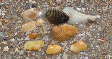 Kuzey Florida 'nın Atlantik kıyısındaki deniz kabukları