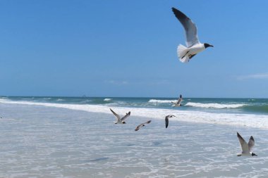 Kuzey Florida 'nın Atlantik kıyısında okyanus arka planında martılar