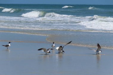 Kuzey Florida 'nın Atlantik kıyısında okyanus arka planında martılar