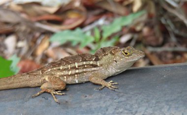 Brown tropical lizard in Florida wild, closeup