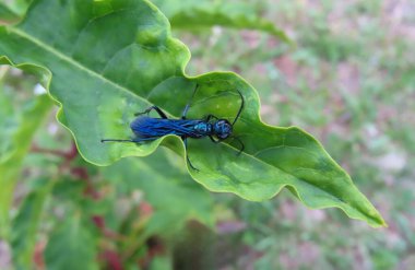 Tropical blue mud dauber wasp (chalybion californicum) on green plant in Florida wild clipart