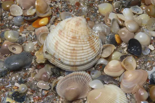 Kuzey Florida 'nın Atlantik kıyısındaki deniz kabukları