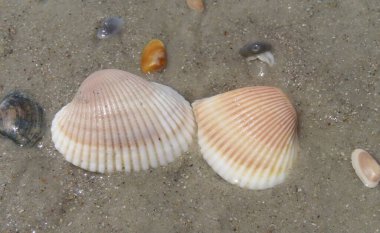 Kuzey Florida 'nın Atlantik kıyısındaki deniz kabukları