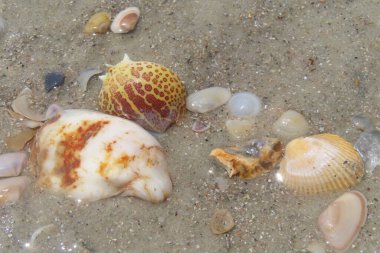 Kuzey Florida 'nın Atlantik kıyısındaki güzel deniz kabukları