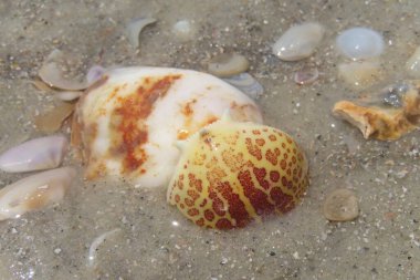 Kuzey Florida 'nın Atlantik kıyısındaki güzel deniz kabukları