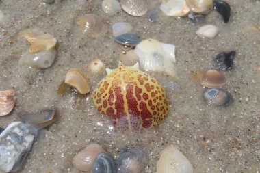 Kuzey Florida 'nın Atlantik kıyısındaki güzel deniz kabukları