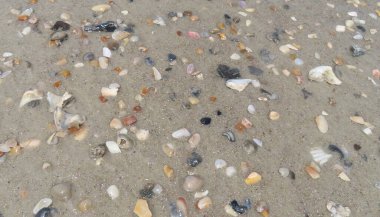 Florida sahilinde kumsalda deniz kabukları