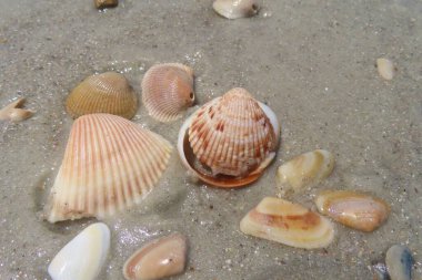 Kuzey Florida 'nın Atlantik kıyısındaki güzel deniz kabukları