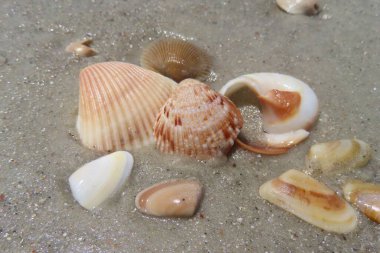 Kuzey Florida 'nın Atlantik kıyısındaki güzel deniz kabukları