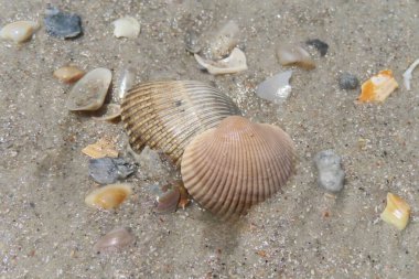 Kuzey Florida 'nın Atlantik kıyısındaki güzel deniz kabukları