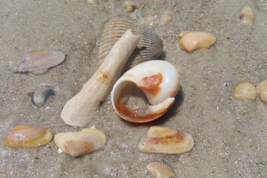 Kuzey Florida 'nın Atlantik kıyısındaki güzel deniz kabukları