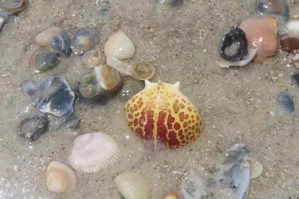 Kuzey Florida 'nın Atlantik kıyısındaki güzel deniz kabukları