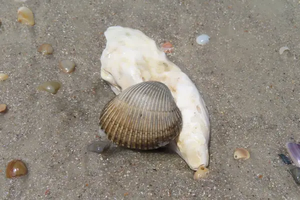 Kuzey Florida 'nın Atlantik kıyısındaki deniz kabukları, yakın plan