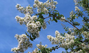 Florida doğasında mavi gökyüzü arka planında beyaz Lagerstroemia çiçekleri 