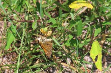 Brown skipper butterfly on yellow flower in Florida nature, closeup clipart