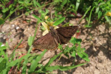 Brown skipper butterfly on yellow flower in Florida nature, closeup clipart