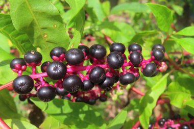 Phytolacca amerikan bitkisi Florida doğasında, yakın plan