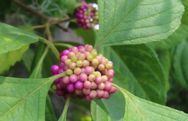 Callicarpa üzümleri Florida 'da çalılıklarda, yakın plan