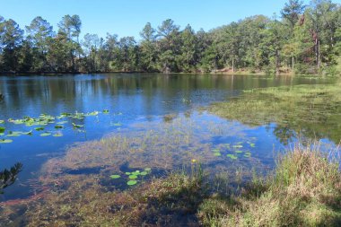 Kuzey Florida 'da bataklık ve orman manzarası çok güzel.
